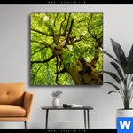 Wechselmotiv Baumkrone Einer Buche Quadrat Produktvorschau mit dem Bild Baumkrone einer Buche im Format Quadrat.