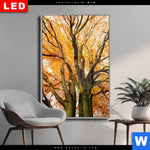 Wechselmotiv Dia Alte Buche Hochformat Produktvorschau mit dem Bild Alte Buche im Format Hochformat.