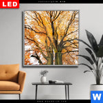 Wechselmotiv Dia Alte Buche Quadrat Produktvorschau mit dem Bild Alte Buche im Format Quadrat.