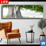 Wechselmotiv Dia Alte Linde Auf Sommerwiese Panorama Produktvorschau mit dem Bild Alte Linde auf Sommerwiese im Format Panorama.