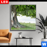 Wechselmotiv Dia Alte Linde Auf Sommerwiese Quadrat Produktvorschau mit dem Bild Alte Linde auf Sommerwiese im Format Quadrat.