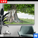 Wechselmotiv Dia Alte Linde Auf Sommerwiese Querformat Produktvorschau mit dem Bild Alte Linde auf Sommerwiese im Format Querformat.