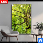 Wechselmotiv Dia Baumkrone Einer Buche Hochformat Produktvorschau mit dem Bild Baumkrone einer Buche im Format Hochformat.