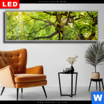 Wechselmotiv Dia Baumkrone Einer Buche Panorama Produktvorschau mit dem Bild Baumkrone einer Buche im Format Panorama.