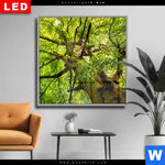 Wechselmotiv Dia Baumkrone Einer Buche Quadrat Produktvorschau mit dem Bild Baumkrone einer Buche im Format Quadrat.