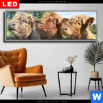 Wechselmotiv Dia Drei Schottische Rinder Panorama Produktvorschau mit dem Bild Drei Schottische Rinder im Format Panorama.