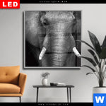 Wechselmotiv Dia Elefant Schwarzweiss Quadrat Produktvorschau mit dem Bild Elefant Schwarzweiß im Format Quadrat.