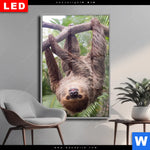 Wechselmotiv Dia Faultier Streckt Zunge Raus Hochformat Produktvorschau mit dem Bild Faultier streckt Zunge raus im Format Hochformat.