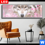 Wechselmotiv Dia Friedlicher Wolf Panorama Produktvorschau mit dem Bild Friedlicher Wolf im Format Panorama.