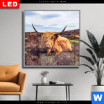 Wechselmotiv Dia Grasendes Hochlandrind Quadrat Produktvorschau mit dem Bild Grasendes Hochlandrind im Format Quadrat.