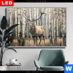 Wechselmotiv Dia Hirsch Im Birkenwald Querformat Produktvorschau mit dem Bild Hirsch im Birkenwald im Format Querformat.