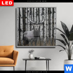 Wechselmotiv Dia Hirschportraet Vor Birken Quadrat Produktvorschau mit dem Bild Hirschporträt vor Birken im Format Quadrat.