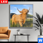 Wechselmotiv Dia Hochland Bulle Quadrat Produktvorschau mit dem Bild Hochland-Bulle im Format Quadrat.