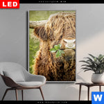 Wechselmotiv Dia Hochland Rind Mit Nasenring Hochformat Produktvorschau mit dem Bild Hochland-Rind mit Nasenring im Format Hochformat.