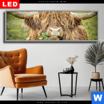 Wechselmotiv Dia Hochland Rind Mit Nasenring Panorama Produktvorschau mit dem Bild Hochland-Rind mit Nasenring im Format Panorama.