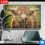 Wechselmotiv Dia Hochland Rind Mit Nasenring Querformat Produktvorschau mit dem Bild Hochland-Rind mit Nasenring im Format Querformat.