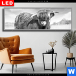 Wechselmotiv Dia Hochlandkuh Auf Einer Wiese Panorama Produktvorschau mit dem Bild Hochlandkuh auf einer Wiese im Format Panorama.