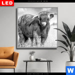 Wechselmotiv Dia Hochlandkuh Auf Einer Wiese Quadrat Produktvorschau mit dem Bild Hochlandkuh auf einer Wiese im Format Quadrat.