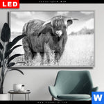 Wechselmotiv Dia Hochlandkuh Auf Einer Wiese Querformat Produktvorschau mit dem Bild Hochlandkuh auf einer Wiese im Format Querformat.