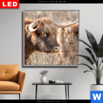 Wechselmotiv Dia Hochlandrind Auf Weide Quadrat Produktvorschau mit dem Bild Hochlandrind auf Weide im Format Quadrat.