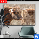 Wechselmotiv Dia Hochlandrind Auf Weide Querformat Produktvorschau mit dem Bild Hochlandrind auf Weide im Format Querformat.