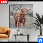 Wechselmotiv Dia Hochlandrind No 1 Quadrat Produktvorschau mit dem Bild Hochlandrind No.1 im Format Quadrat.