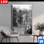 Wechselmotiv Dia Hochlandrind No 2 Hochformat Produktvorschau mit dem Bild Hochlandrind No.2 im Format Hochformat.