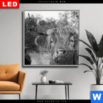 Wechselmotiv Dia Hochlandrind No 2 Quadrat Produktvorschau mit dem Bild Hochlandrind No.2 im Format Quadrat.