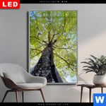 Wechselmotiv Dia Hoher Baum Hochformat Produktvorschau mit dem Bild Hoher Baum im Format Hochformat.