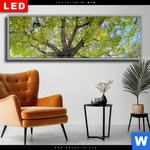 Wechselmotiv Dia Hoher Baum Panorama Produktvorschau mit dem Bild Hoher Baum im Format Panorama.