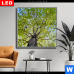 Wechselmotiv Dia Hoher Baum Quadrat Produktvorschau mit dem Bild Hoher Baum im Format Quadrat.