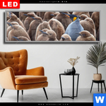 Wechselmotiv Dia Koenigspinguine Panorama Produktvorschau mit dem Bild Königspinguine im Format Panorama.
