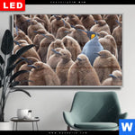 Wechselmotiv Dia Koenigspinguine Querformat Produktvorschau mit dem Bild Königspinguine im Format Querformat.