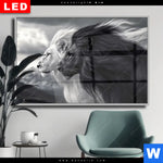 Wechselmotiv Dia Kontrast Loewenkraft Querformat Produktvorschau mit dem Bild Kontrast Löwenkraft im Format Querformat.