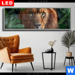 Wechselmotiv Dia Loewe Im Gruenen Regenwald Panorama Produktvorschau mit dem Bild Löwe im grünen Regenwald im Format Panorama.