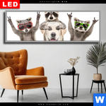 Wechselmotiv Dia Lustige Waschbaeren Mit Hund Panorama Produktvorschau mit dem Bild Lustige Waschbären mit Hund im Format Panorama.