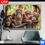 Wechselmotiv Dia Orang Utan Familie Im Regenwald Querformat Produktvorschau mit dem Bild Orang Utan Familie im Regenwald im Format Querformat.