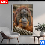 Wechselmotiv Dia Orang Utan Mit Sanftem Blick Hochformat Produktvorschau mit dem Bild Orang-Utan mit sanftem Blick im Format Hochformat.