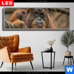 Wechselmotiv Dia Orang Utan Mit Sanftem Blick Panorama Produktvorschau mit dem Bild Orang-Utan mit sanftem Blick im Format Panorama.