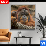 Wechselmotiv Dia Orang Utan Mit Sanftem Blick Quadrat Produktvorschau mit dem Bild Orang-Utan mit sanftem Blick im Format Quadrat.