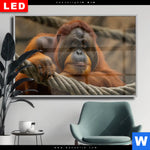 Wechselmotiv Dia Orang Utan Mit Sanftem Blick Querformat Produktvorschau mit dem Bild Orang-Utan mit sanftem Blick im Format Querformat.