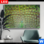 Wechselmotiv Dia Pfauenschwanz Querformat Produktvorschau mit dem Bild Pfauenschwanz im Format Querformat.