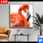 Wechselmotiv Dia Rosa Flamingo Quadrat Produktvorschau mit dem Bild Rosa Flamingo im Format Quadrat.