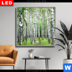 Wechselmotiv Dia Sommerbirken Quadrat Produktvorschau mit dem Bild Sommerbirken im Format Quadrat.