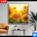 Wechselmotiv Dia Sonnenblumen Im Abendlicht Quadrat Produktvorschau mit dem Bild Sonnenblumen im Abendlicht im Format Quadrat.