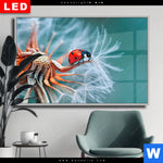 Wechselmotiv Dia Sonnenkaefer Auf Pusteblume Querformat Produktvorschau mit dem Bild Sonnenkäfer auf Pusteblume im Format Querformat.