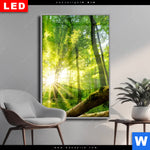 Wechselmotiv Dia Sonnenstrahlen Im Dichten Wald Hochformat Produktvorschau mit dem Bild Sonnenstrahlen im dichten Wald im Format Hochformat.