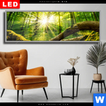 Wechselmotiv Dia Sonnenstrahlen Im Dichten Wald Panorama Produktvorschau mit dem Bild Sonnenstrahlen im dichten Wald im Format Panorama.