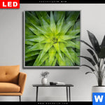 Wechselmotiv Dia Spitze Agavenblaetter Quadrat Produktvorschau mit dem Bild Spitze Agavenblätter im Format Quadrat.