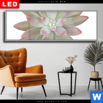 Wechselmotiv Dia Sukkulente No 1 Panorama Produktvorschau mit dem Bild Sukkulente No.1 im Format Panorama.